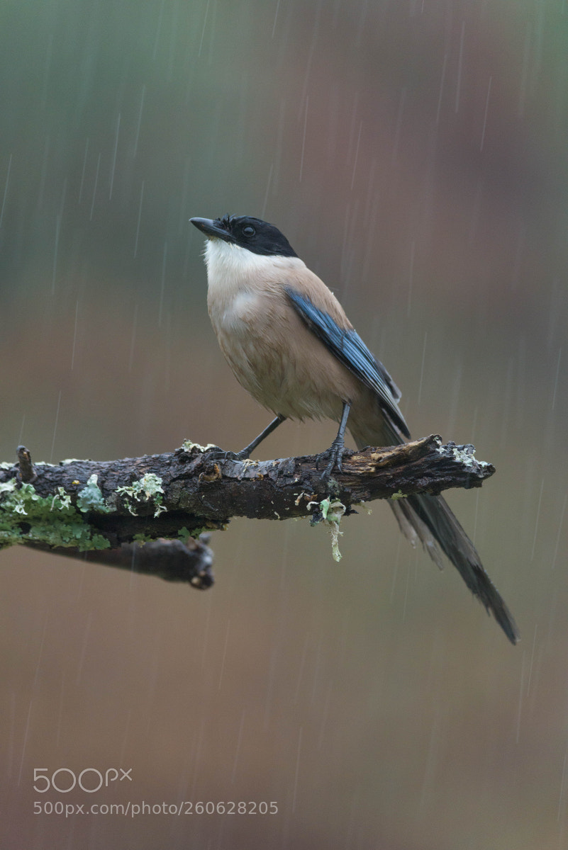Nikon D810 sample photo. Singing under the rain photography