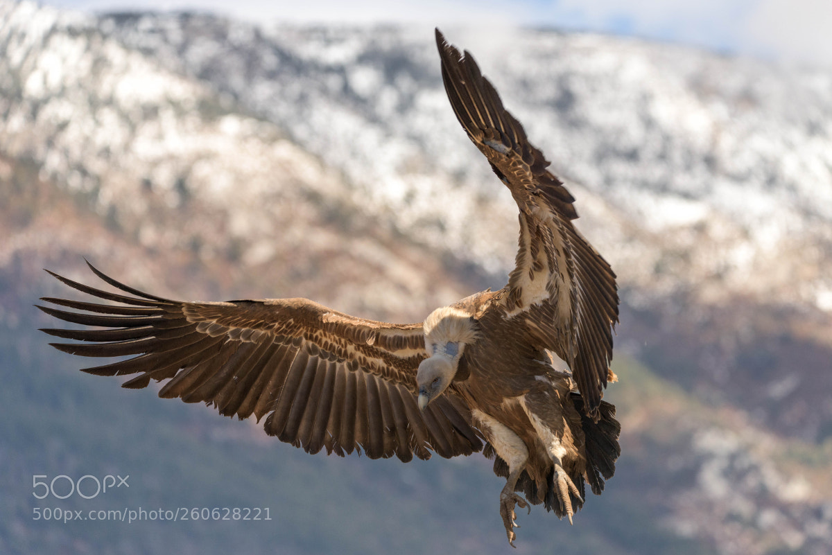 Nikon D810 sample photo. Landing in the pyrenees photography