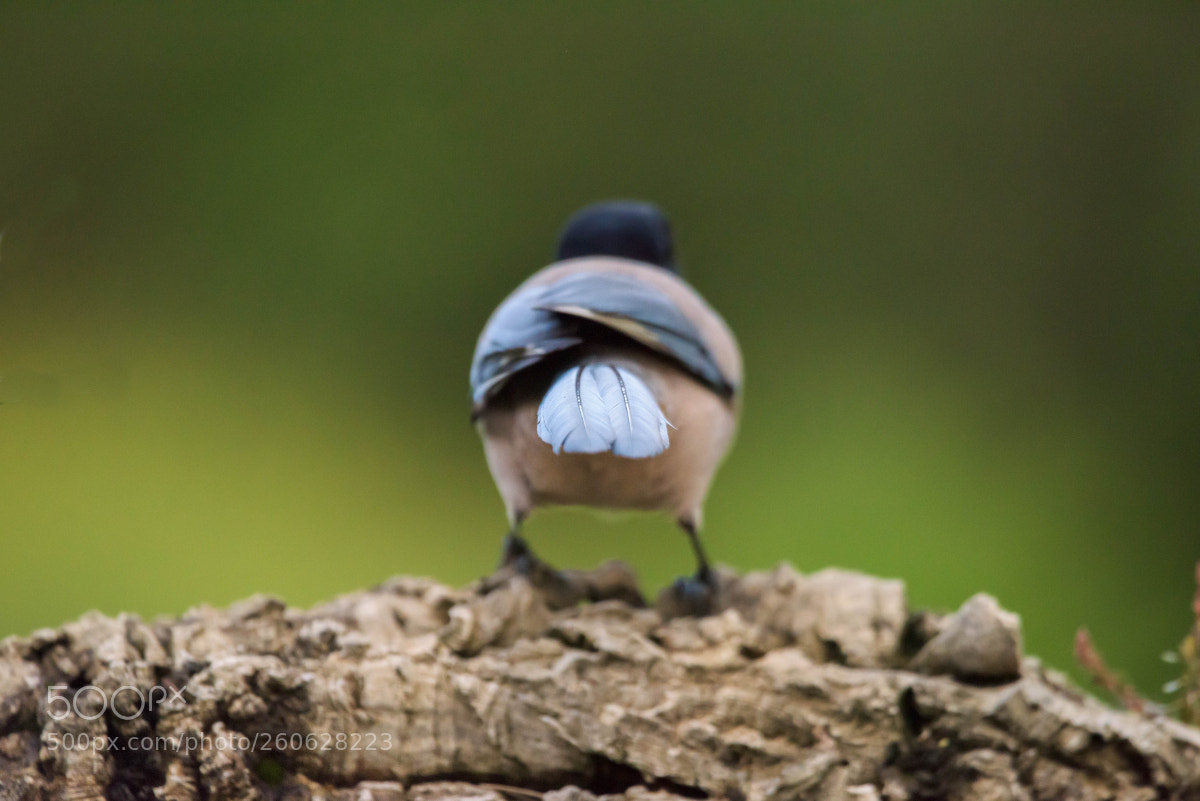 Nikon D810 sample photo. Bird lines photography