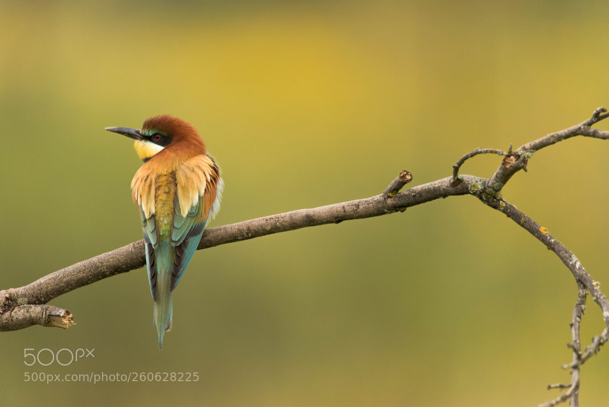 Nikon D810 sample photo. Bee-eater photography