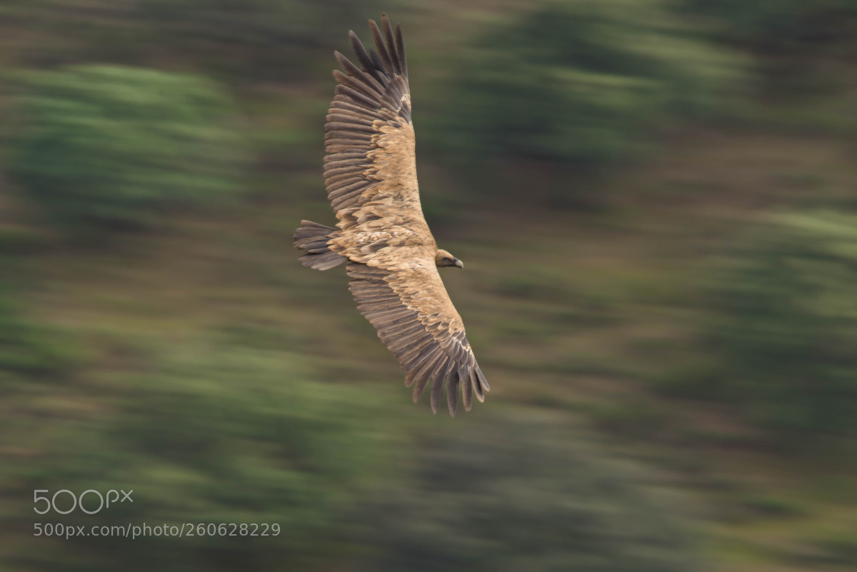 Nikon D810 sample photo. Overspeeding in monfrag e photography