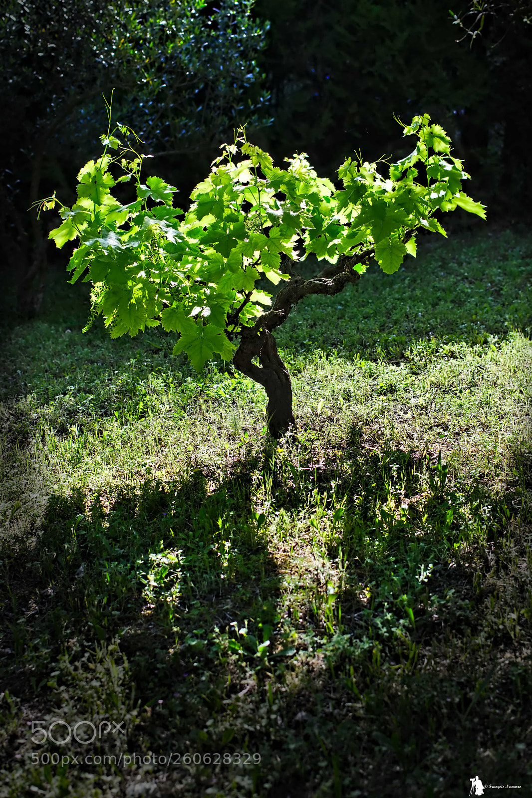 Nikon D7100 sample photo. Rayons de soleil du photography
