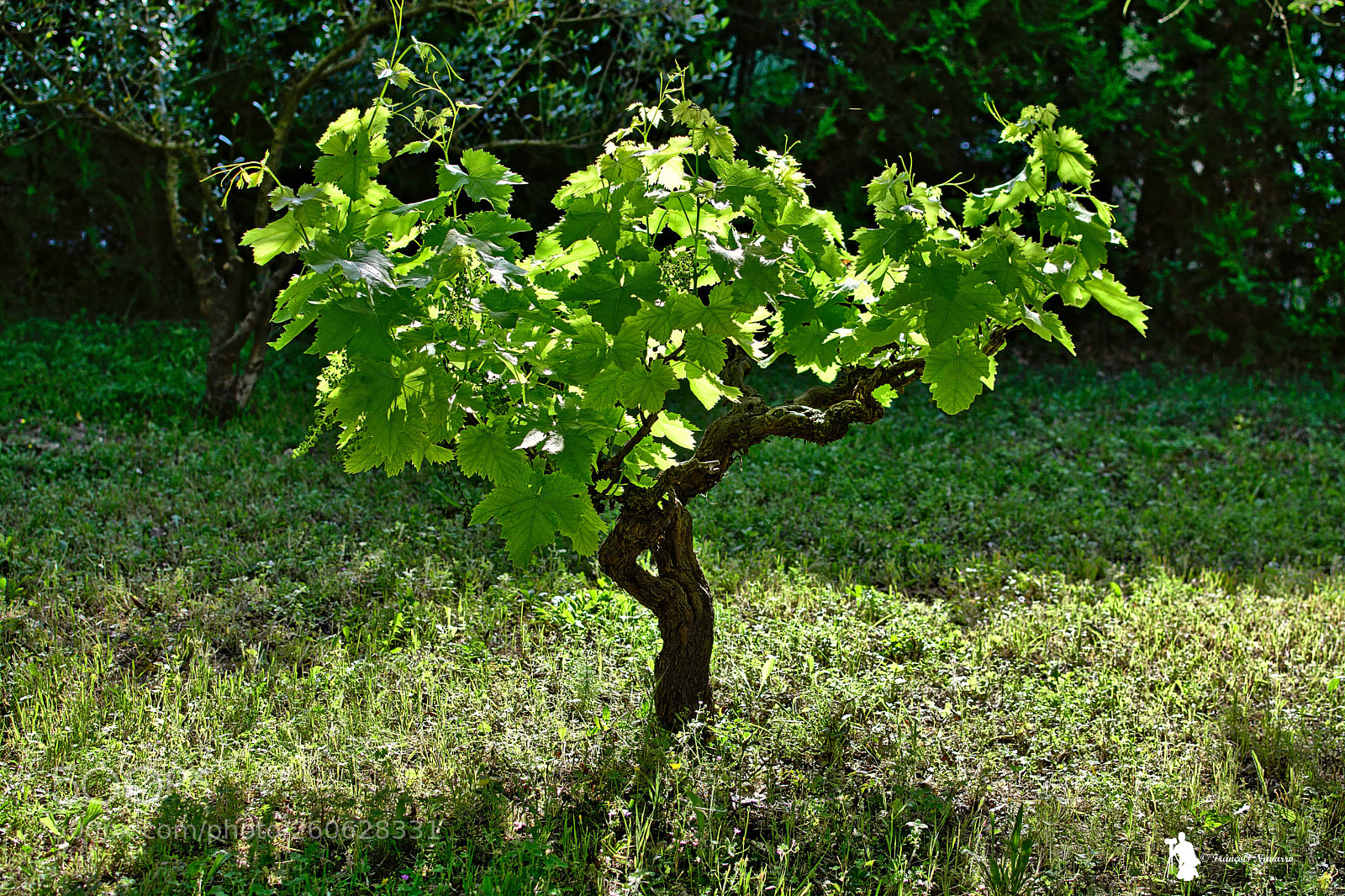 Nikon D7100 sample photo. Rayons de soleil du photography