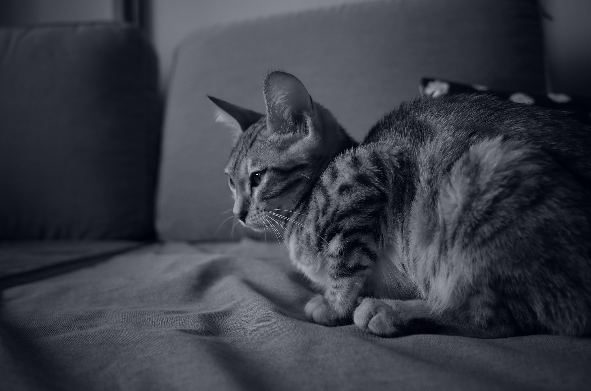 Ricoh GR II sample photo