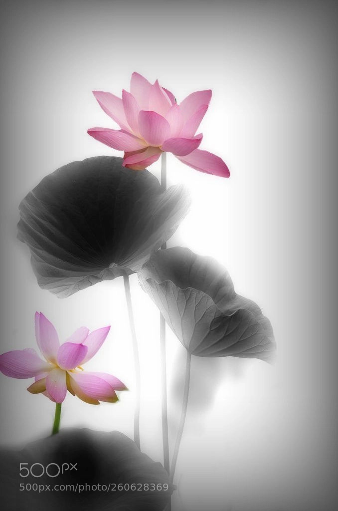 Nikon D300 sample photo. 水墨荷花 photography