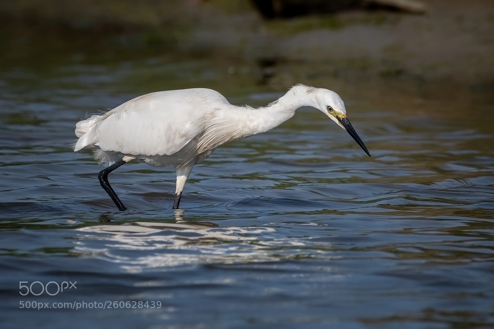 Nikon D500 sample photo. Aigrette garzette photography