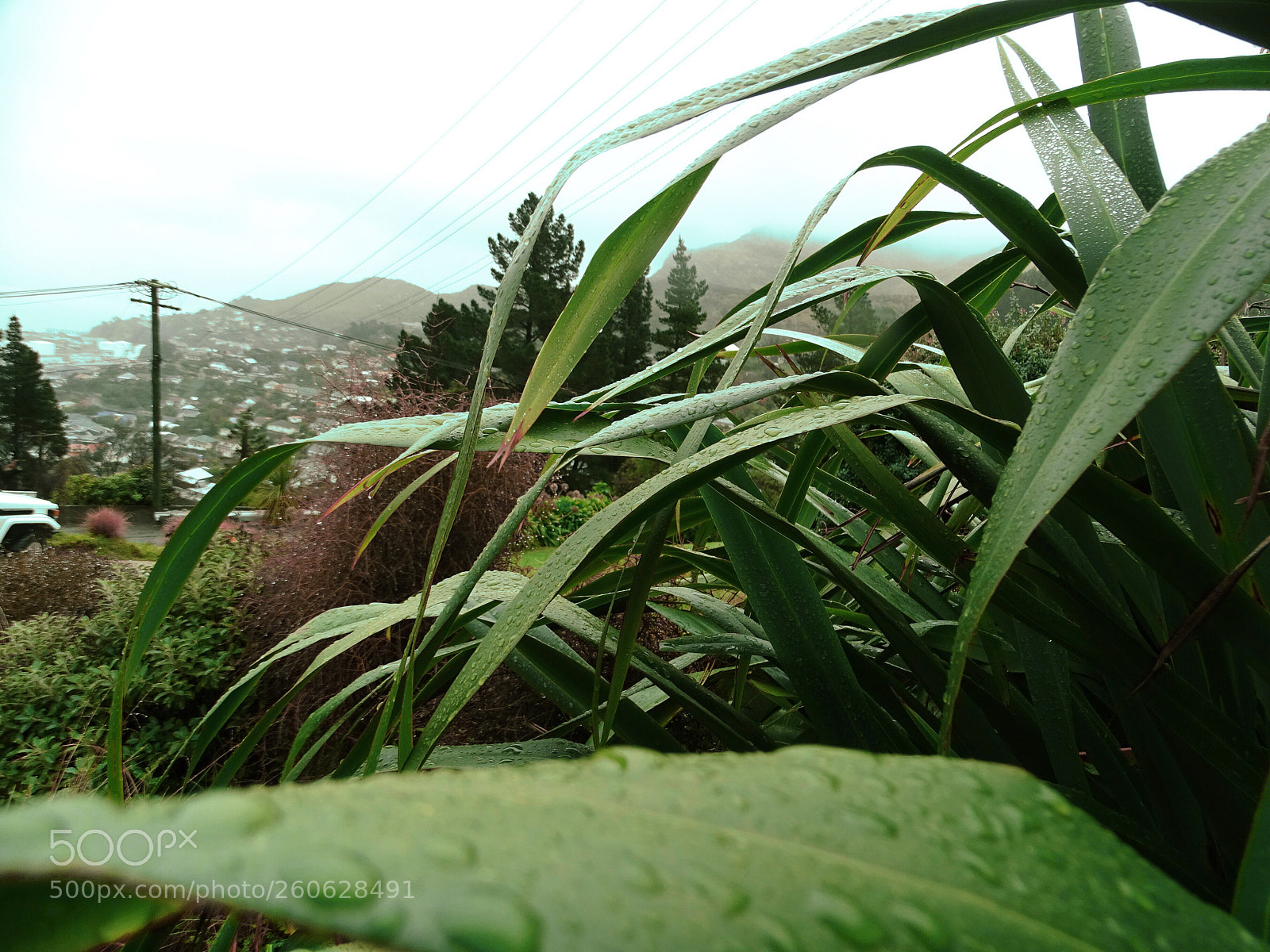 Sony Cyber-shot DSC-HX400V sample photo. Some hippy leaves  photography