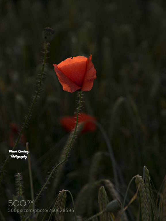 Nikon D7100 sample photo. #rosella#poppy#primavera#pring# photography