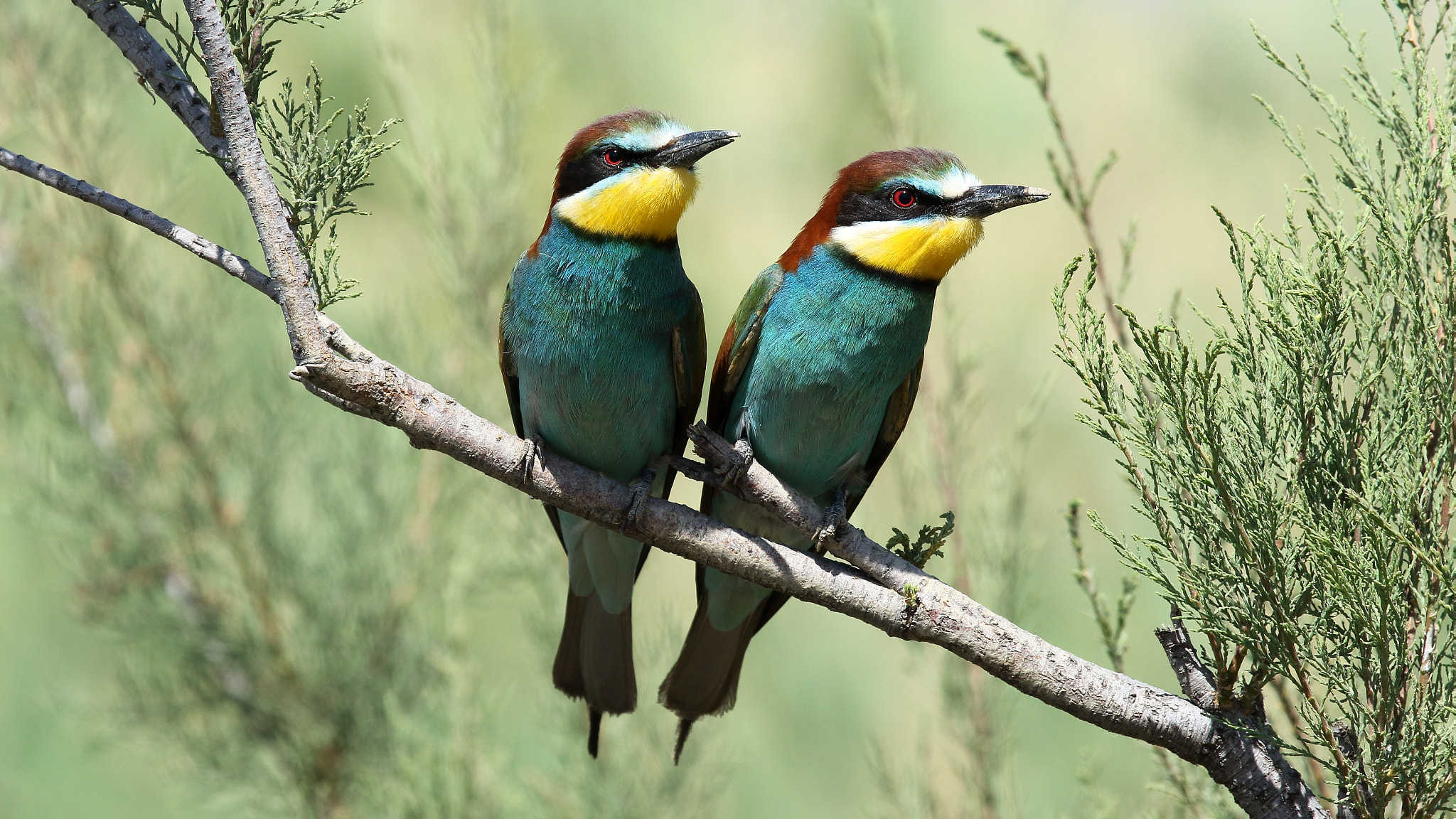 Canon EF 100-400mm F4.5-5.6L IS USM sample photo. Bee-eater photography