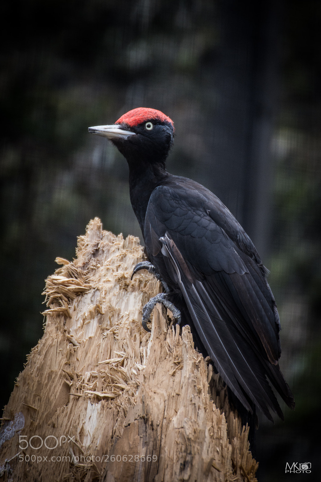 Nikon D7200 sample photo. Woodpecker photography