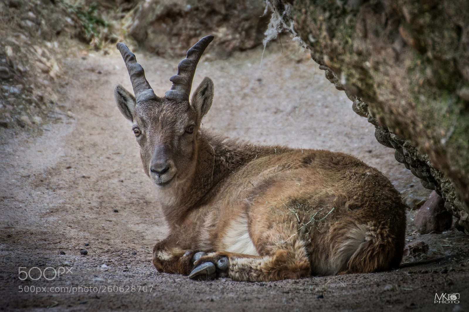 Nikon D7200 sample photo. Capricorn photography