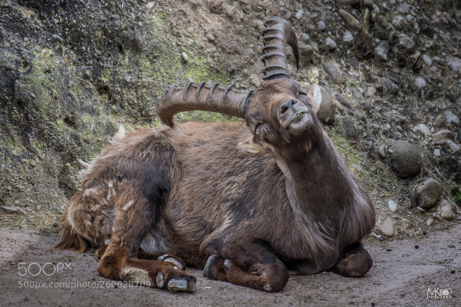 Nikon D7200 sample photo. Capricorn photography