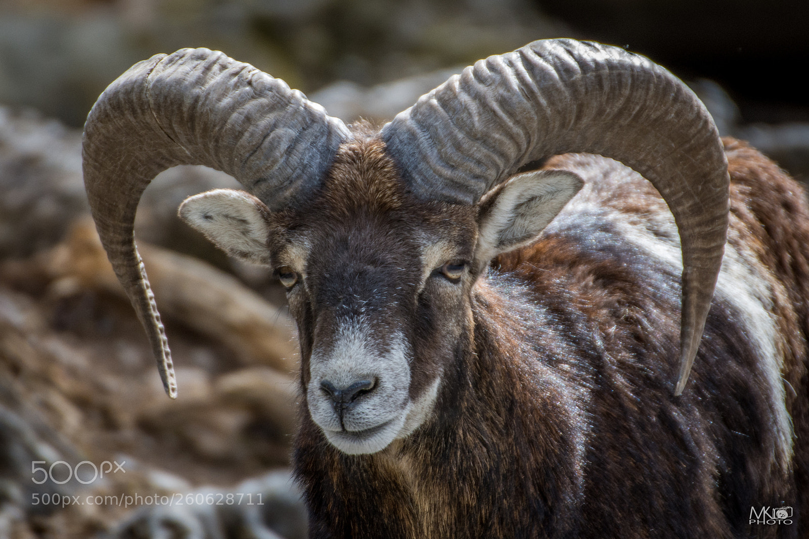 Nikon D7200 sample photo. Muflon photography