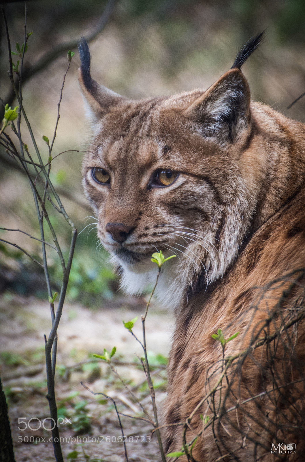 Nikon D7200 sample photo. Lynx photography