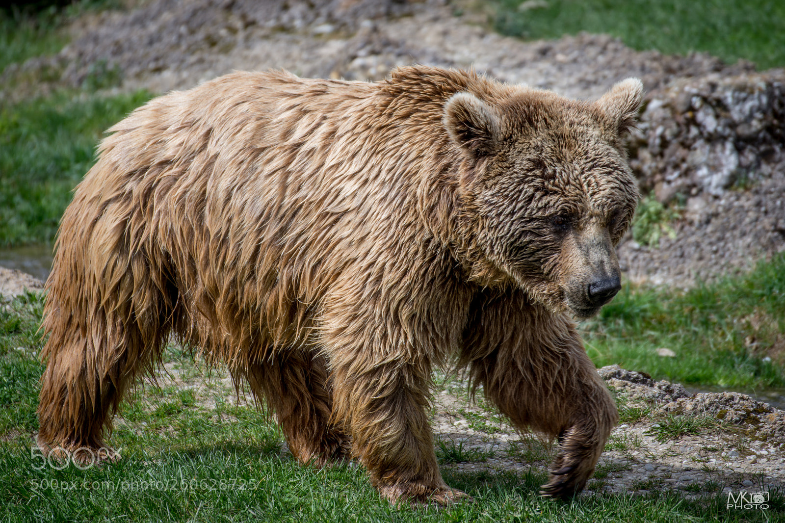 Nikon D7200 sample photo. Bear photography