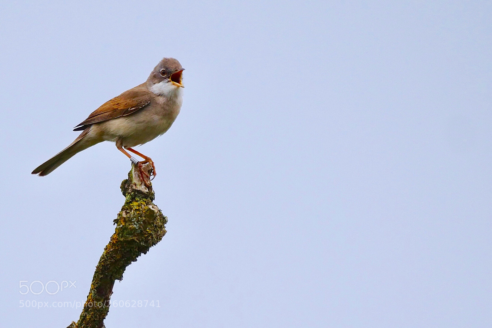 Panasonic Lumix DMC-GX8 sample photo. Singing in the morning photography