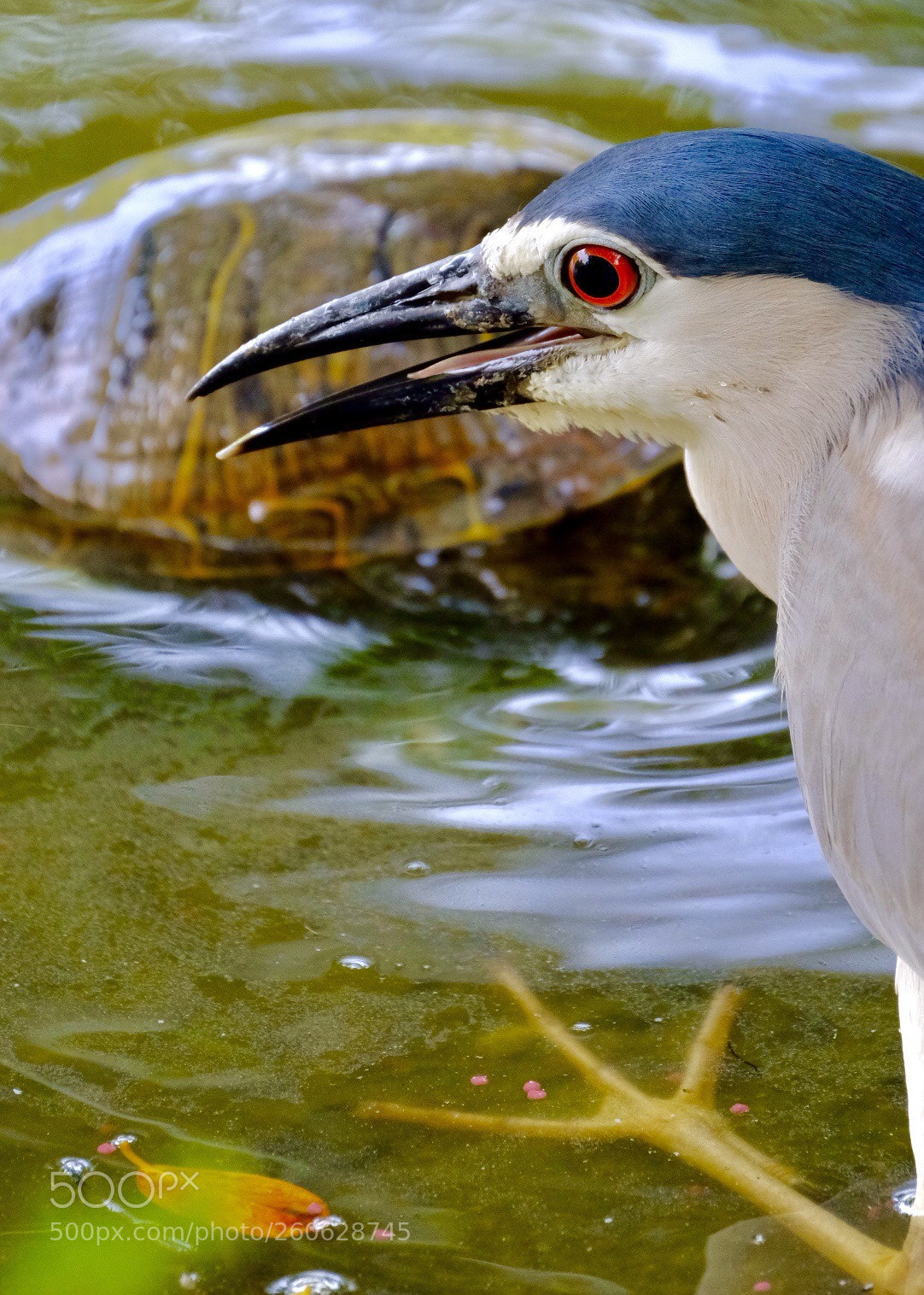 Fujifilm X-H1 sample photo. 夜鷺 black-crowned night heron photography