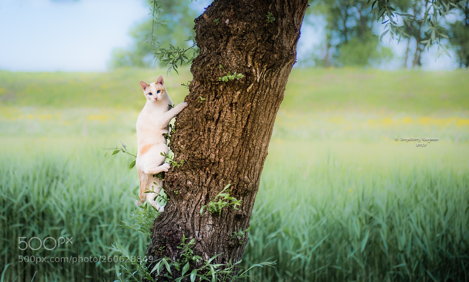 Nikon D800 sample photo. Busted! photography