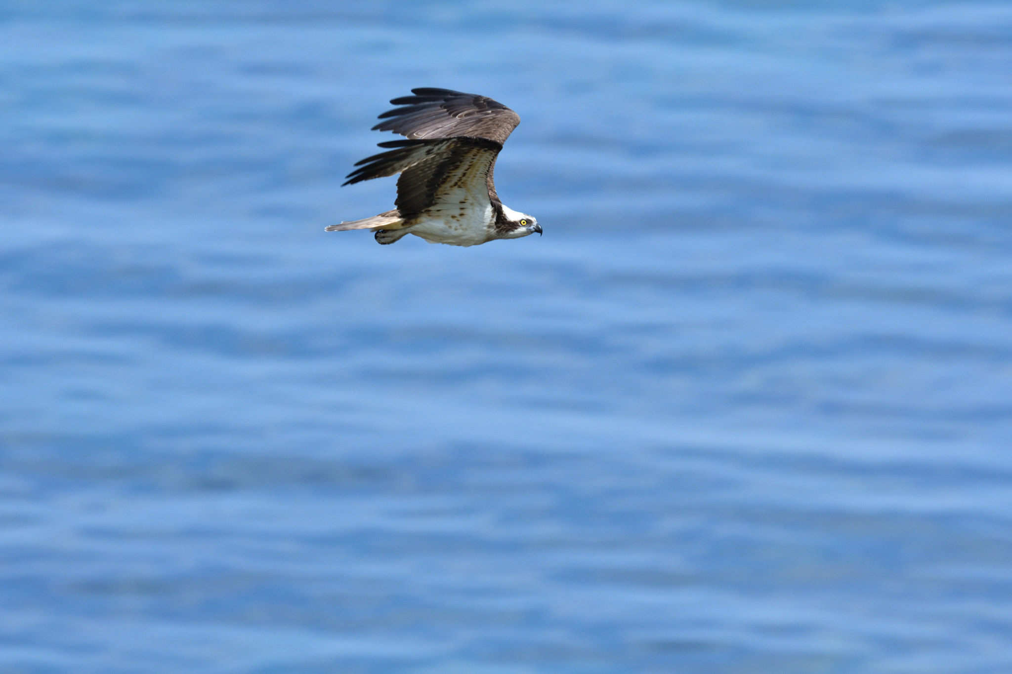 Nikon D500 sample photo. Fish hawk photography