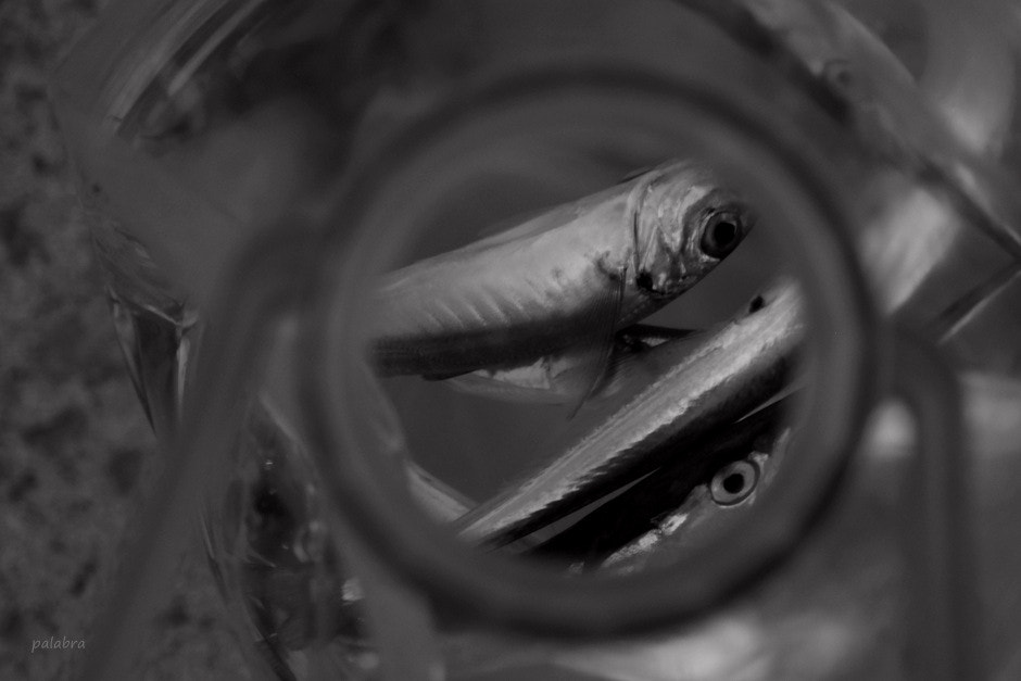 Samsung NX30 sample photo. Zargana 4 photography