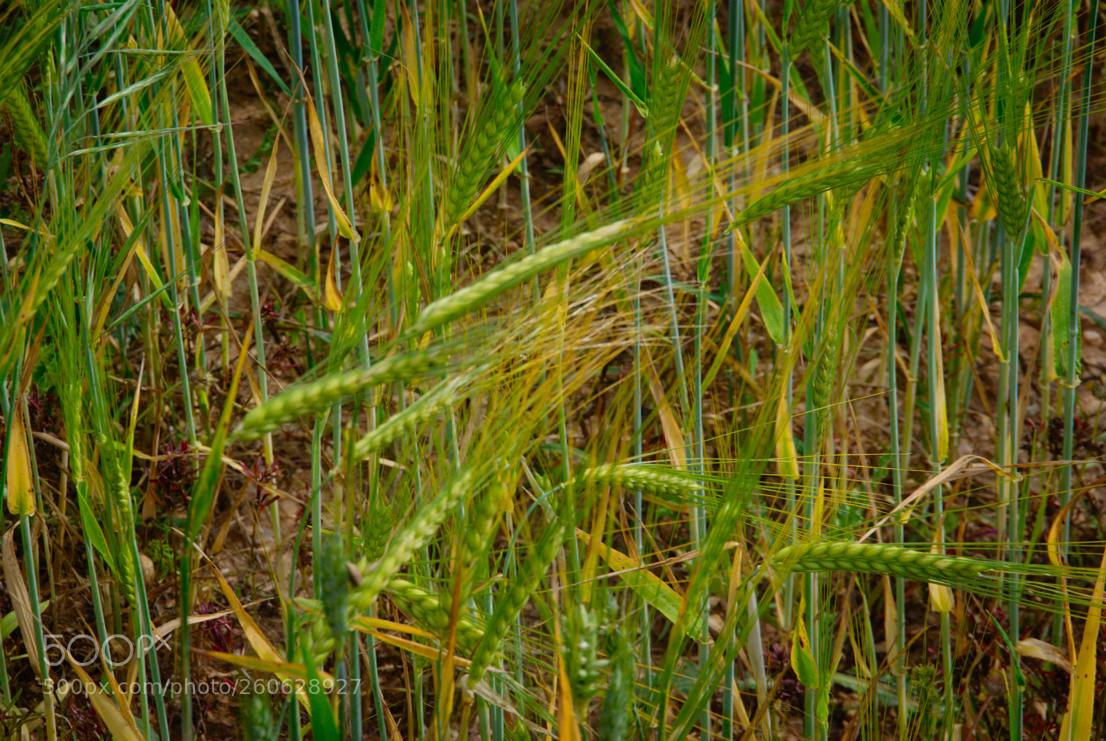 Pentax K10D sample photo. Spikes in the wind... photography