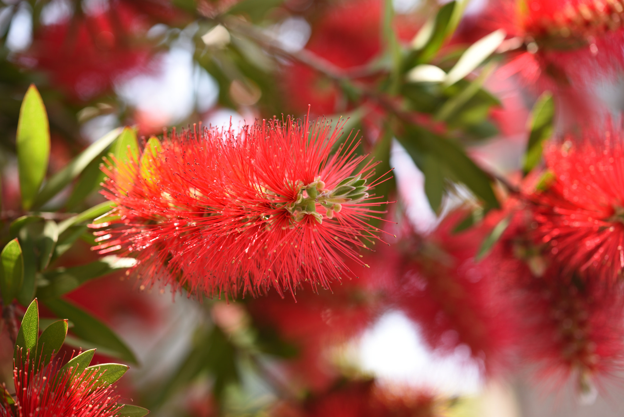 Nikon D750 sample photo. ブラシの木 photography