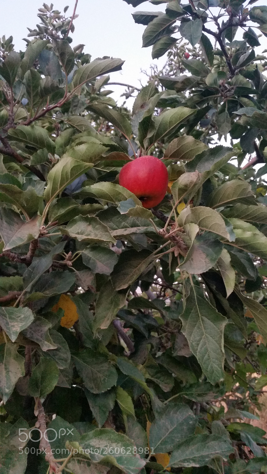 Samsung Galaxy S5 sample photo. Untitled photography