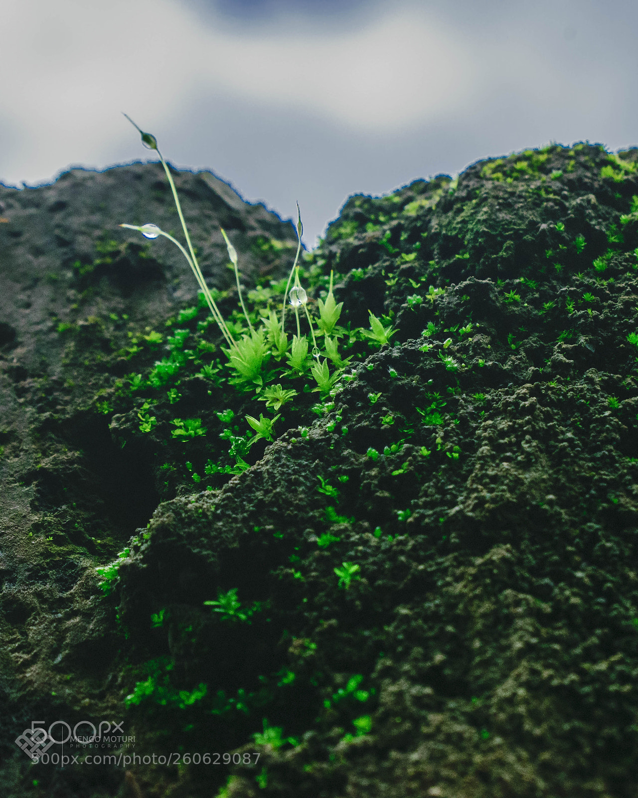 Nikon D3300 sample photo. Nature series photography