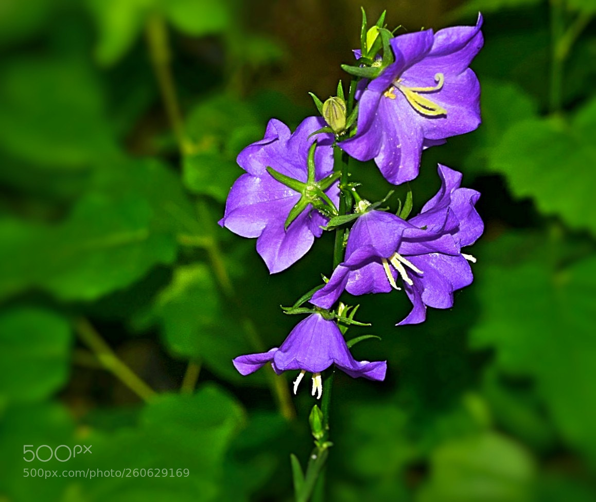 Nikon D5300 sample photo. Hallo w nsche allen photography