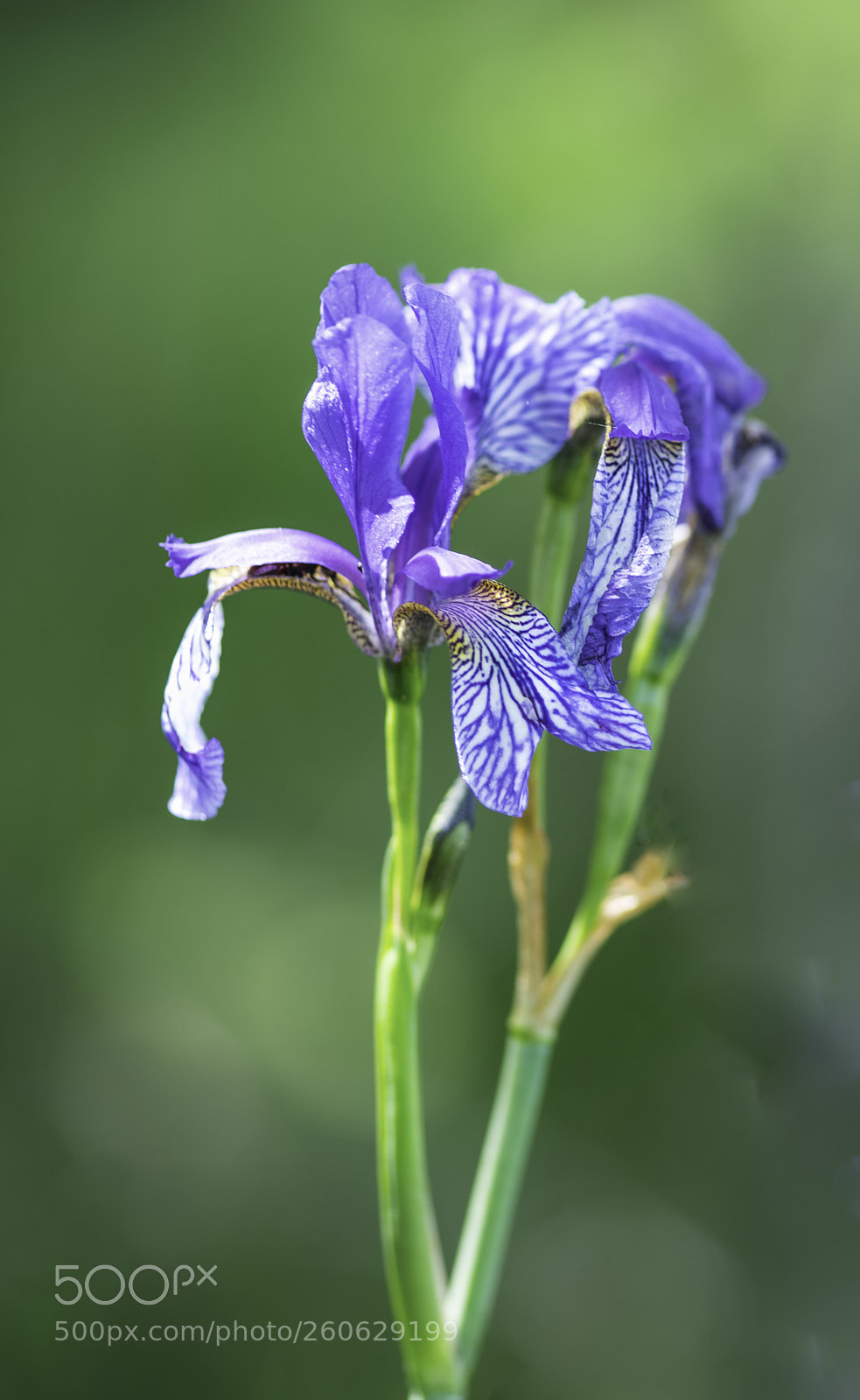 Nikon D750 sample photo. Wild iris photography
