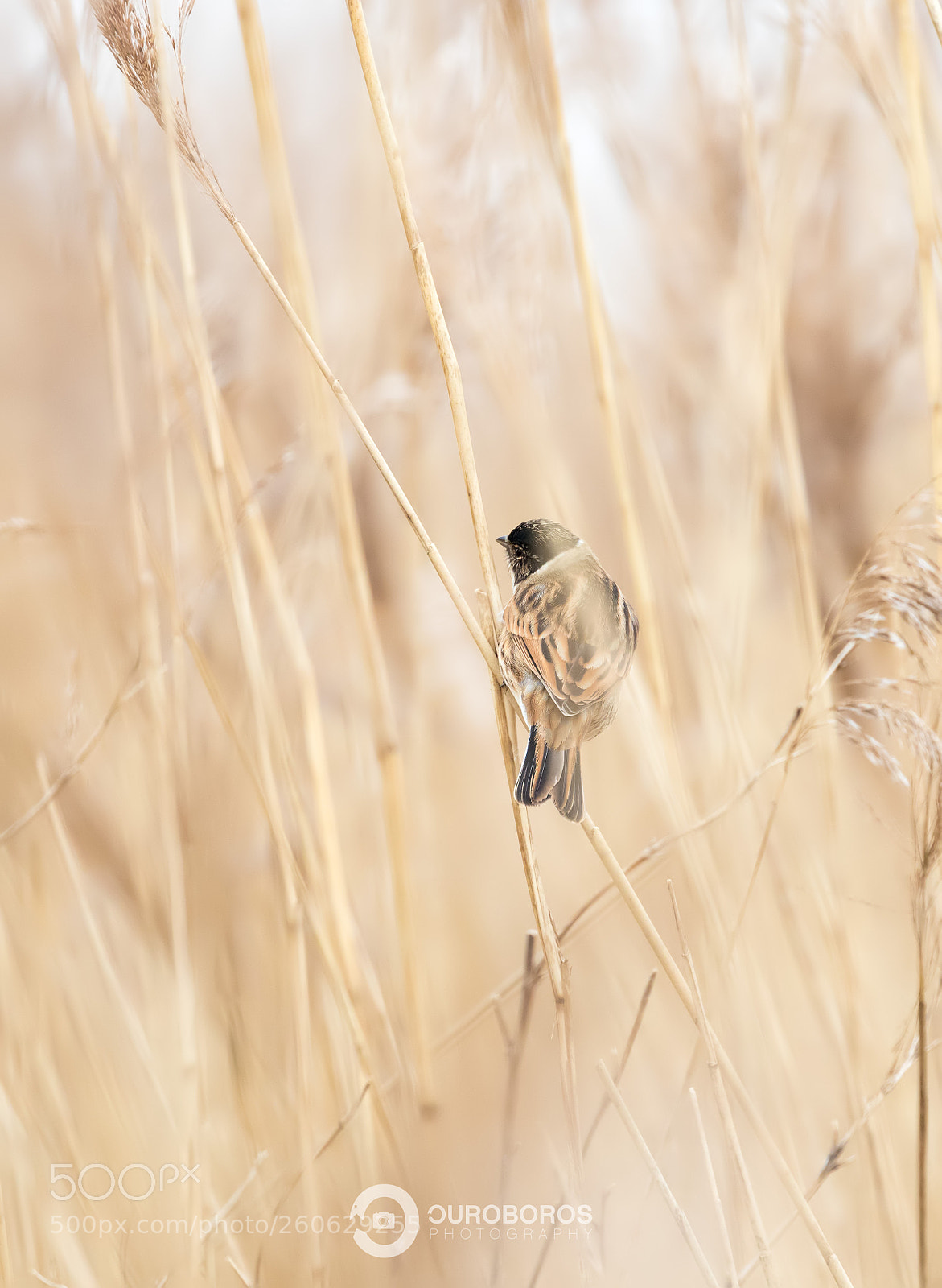 Canon EOS 5D Mark IV sample photo. Reed bunting (emberiza schoeniclus) photography