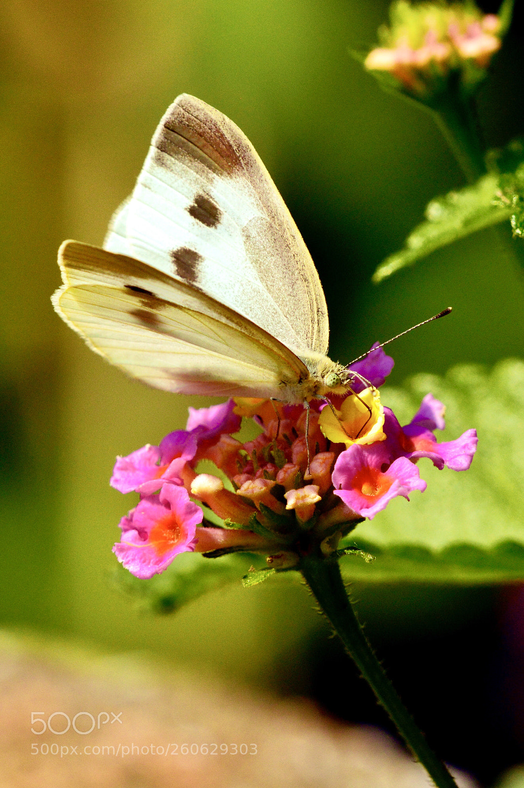 Nikon D3200 sample photo. Kuji butterfly 2 photography