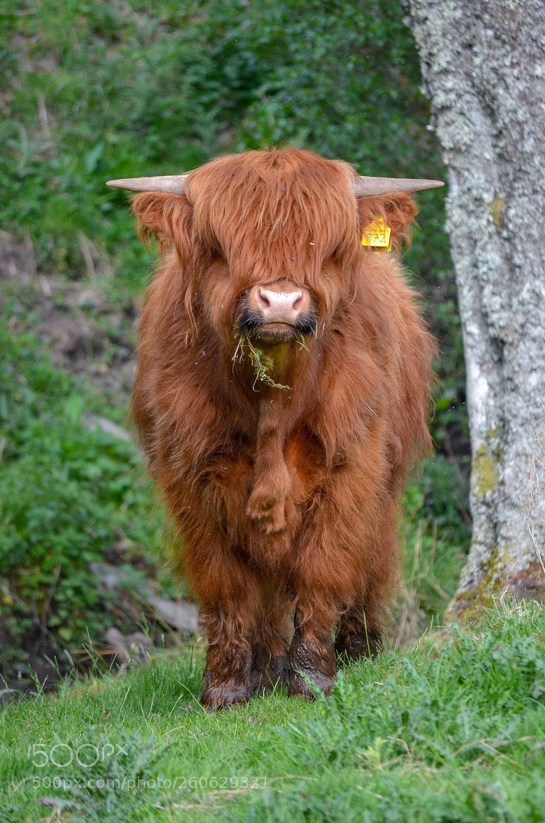Nikon D5100 sample photo. Highlan' coo photography