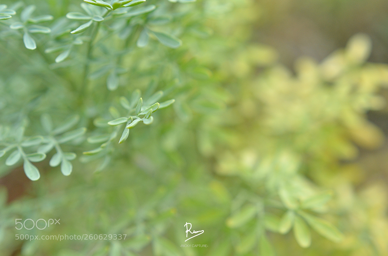 Nikon D7000 sample photo. Warm or cold photography