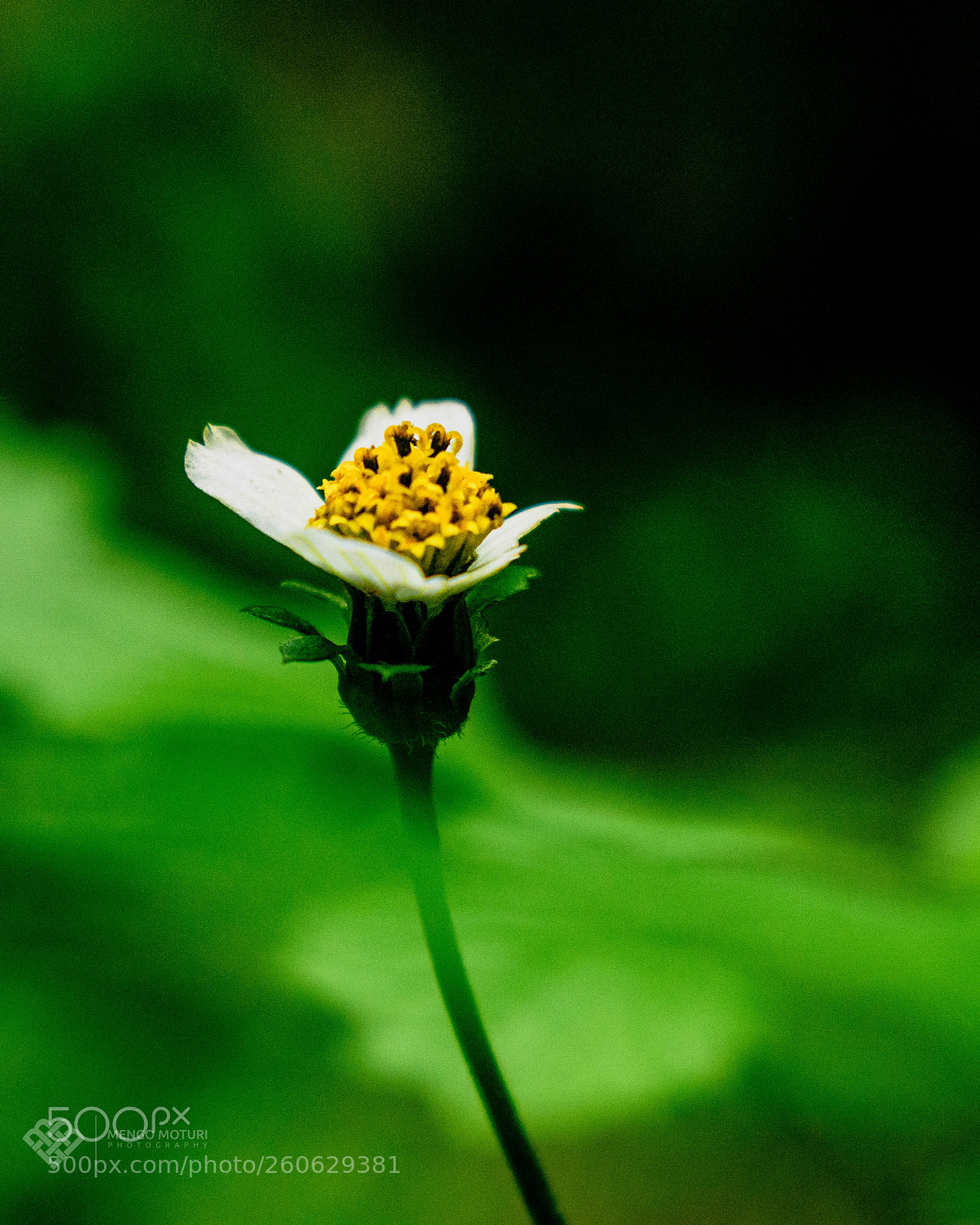 Nikon D3300 sample photo. Flower photography