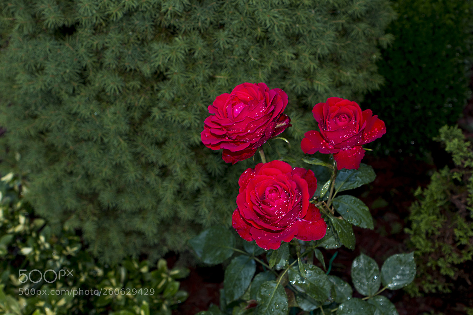 Canon EOS 70D sample photo. Rózsa photography
