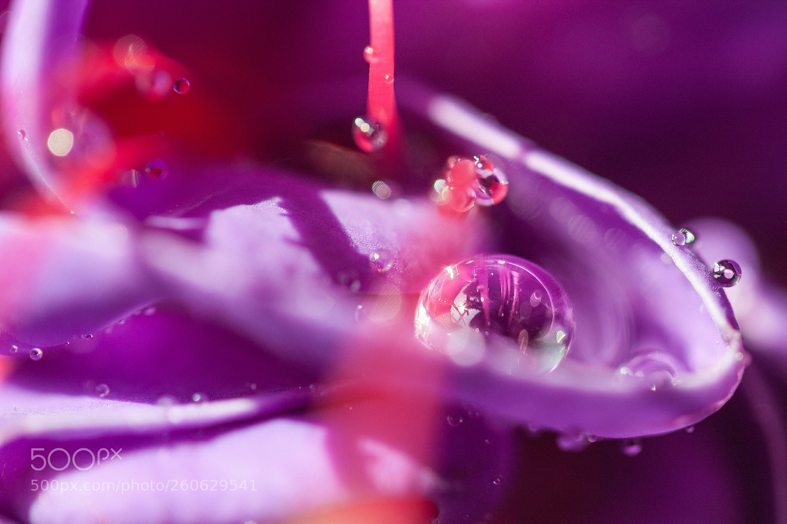 Canon EOS 500D (EOS Rebel T1i / EOS Kiss X3) sample photo. Violet drop photography