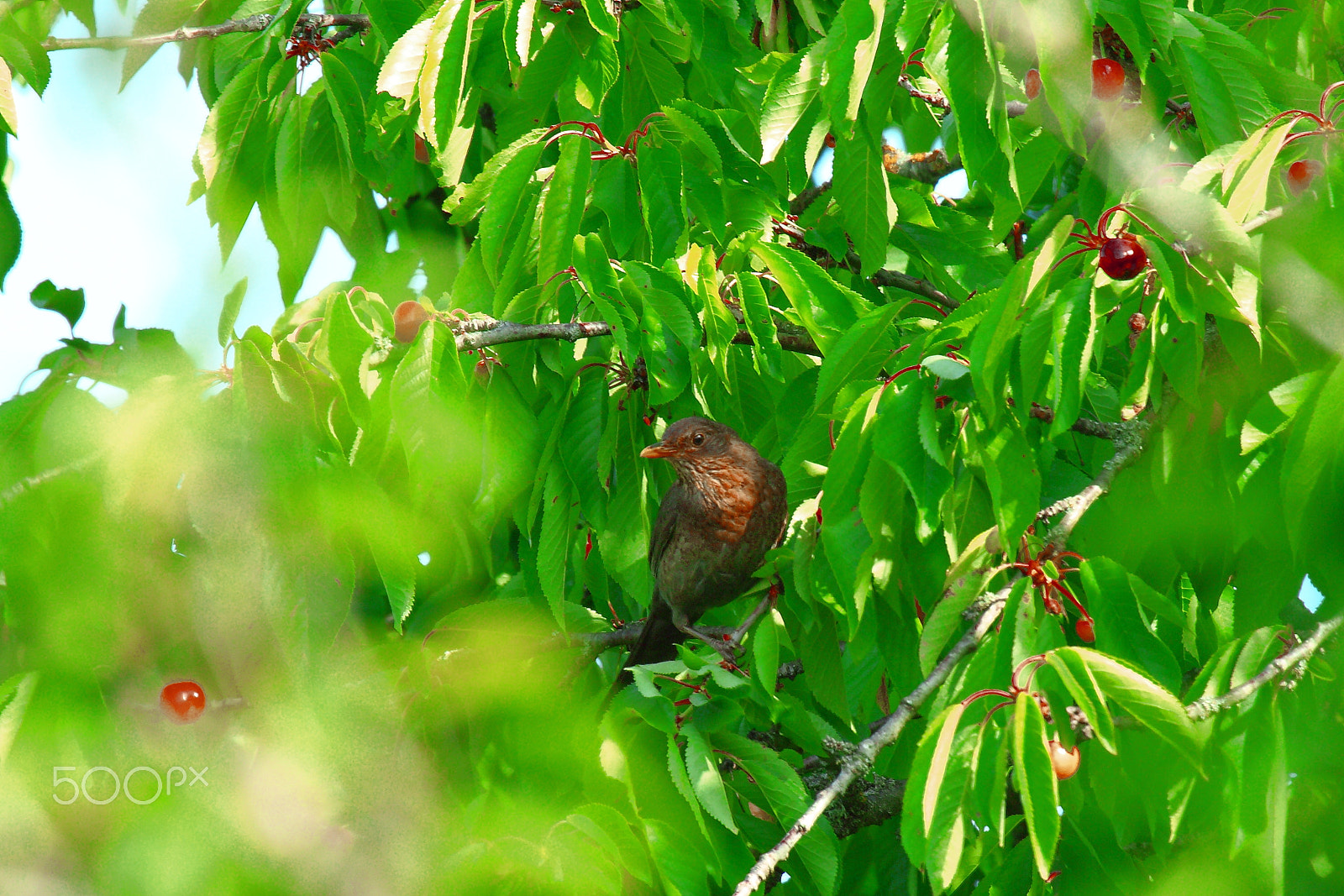 Canon EF 100-400mm F4.5-5.6L IS USM sample photo. Bird in a cherry tree photography