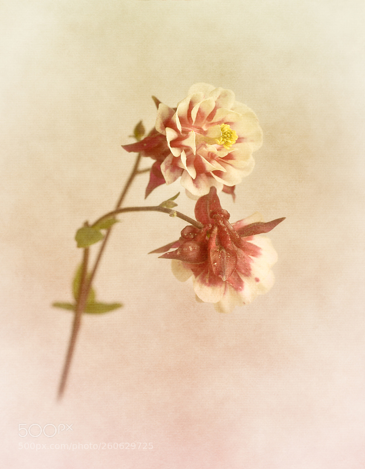 Canon EOS 6D sample photo. Columbine photography