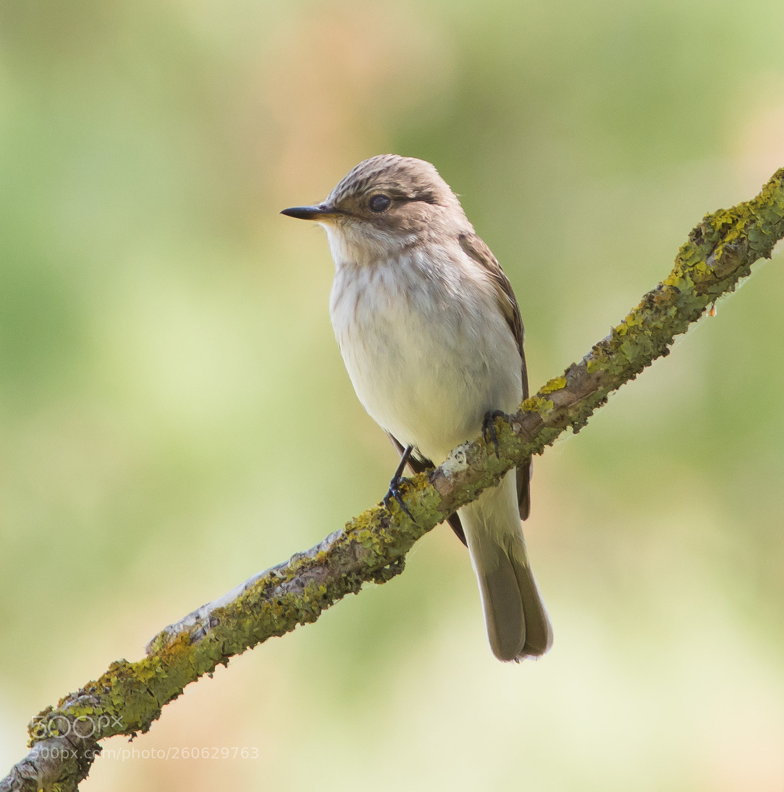 Canon EOS 7D Mark II sample photo. Spotted flycatcher photography