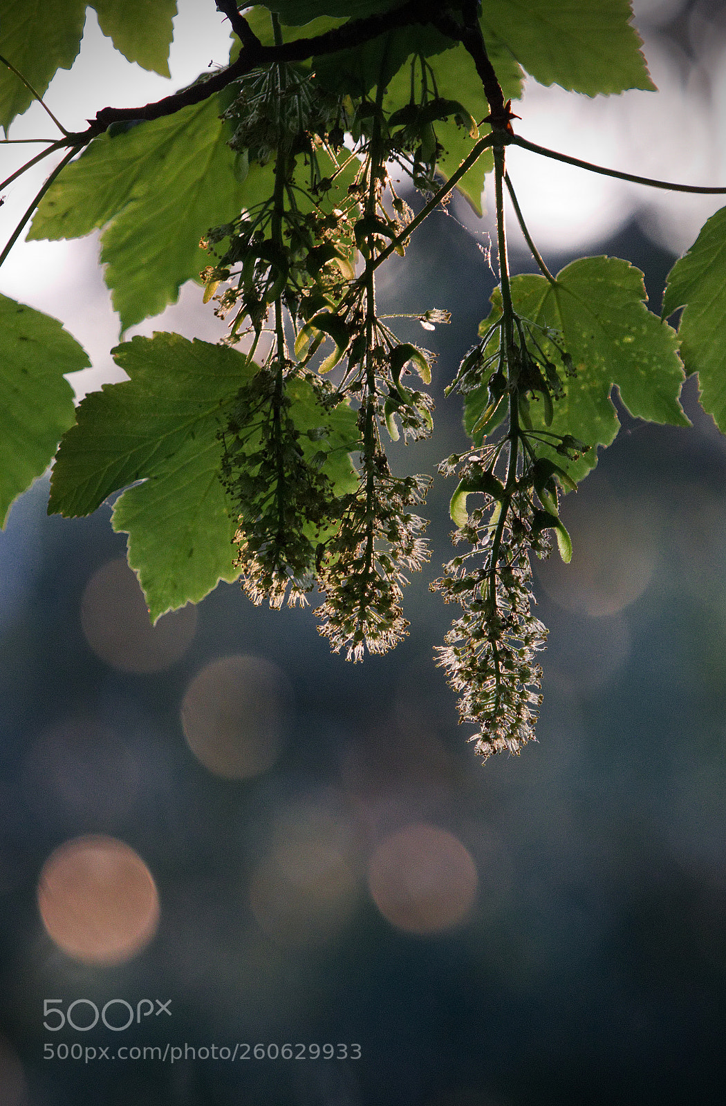 Canon EOS 70D sample photo. Flowering sycamore photography