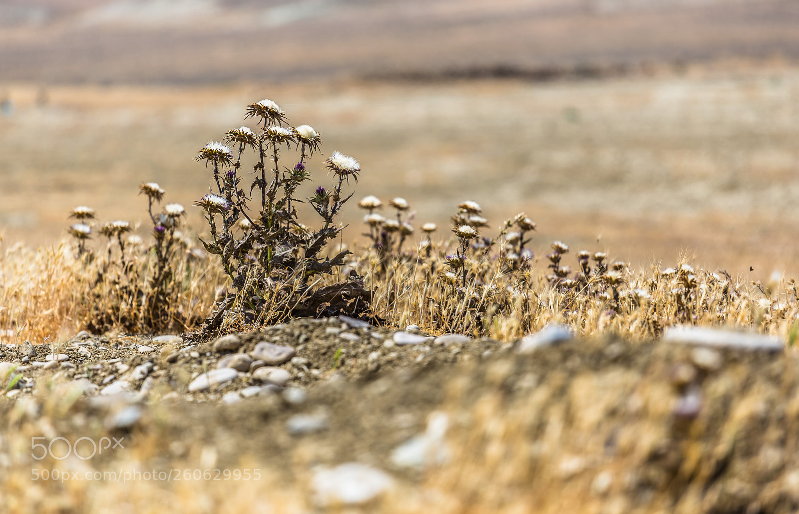 Canon EOS 6D sample photo. Desert photography