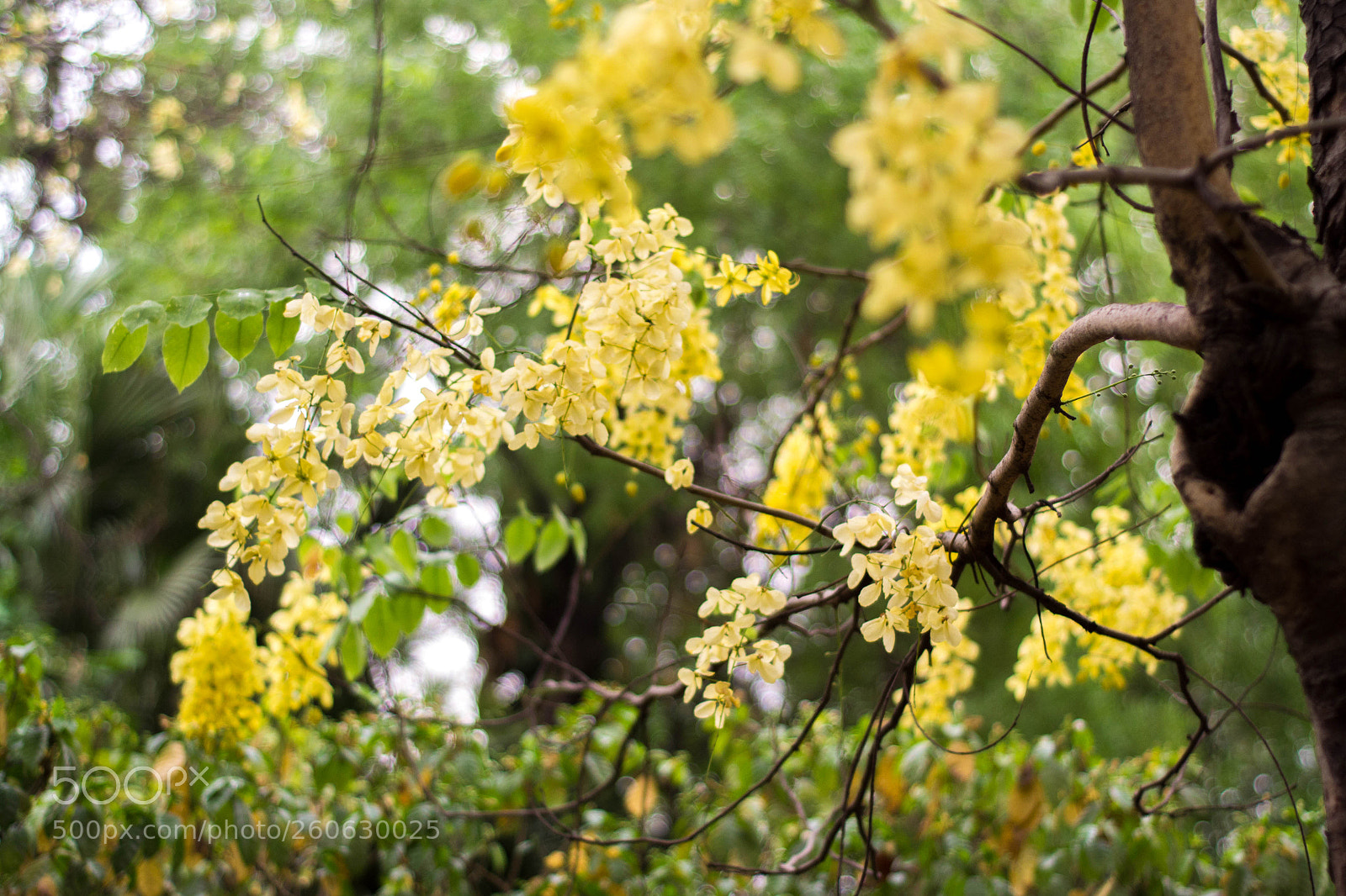 Nikon D3100 sample photo. Spring collection photography