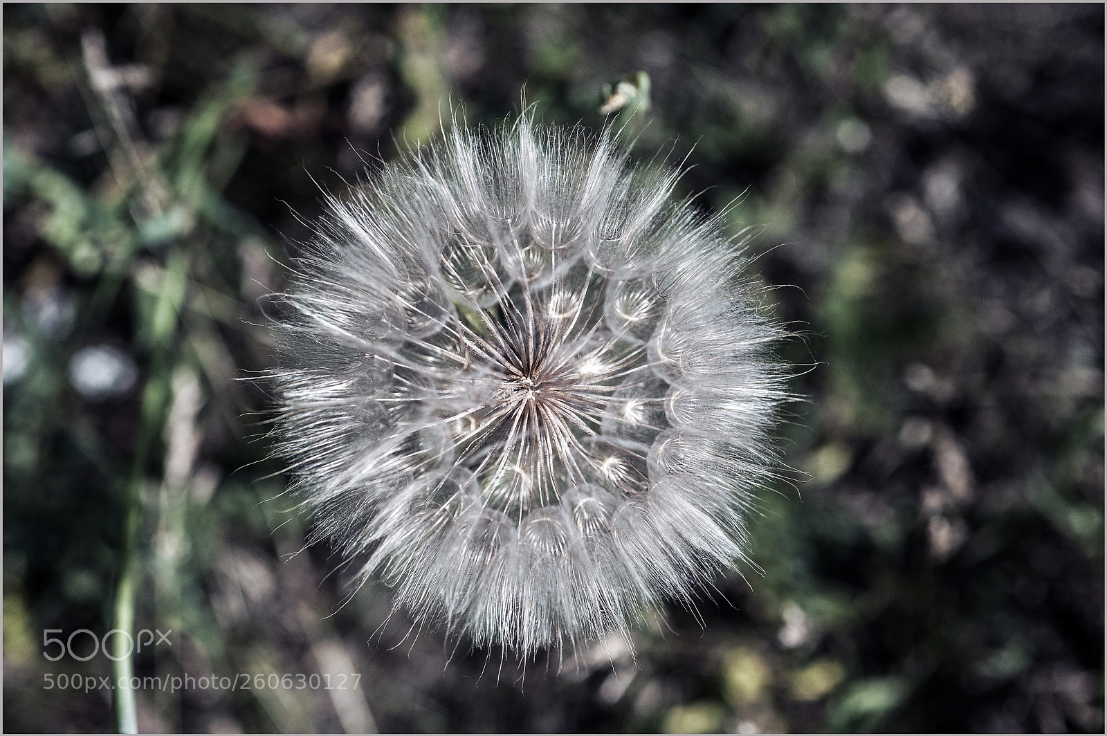 Nikon D700 sample photo. *** photography