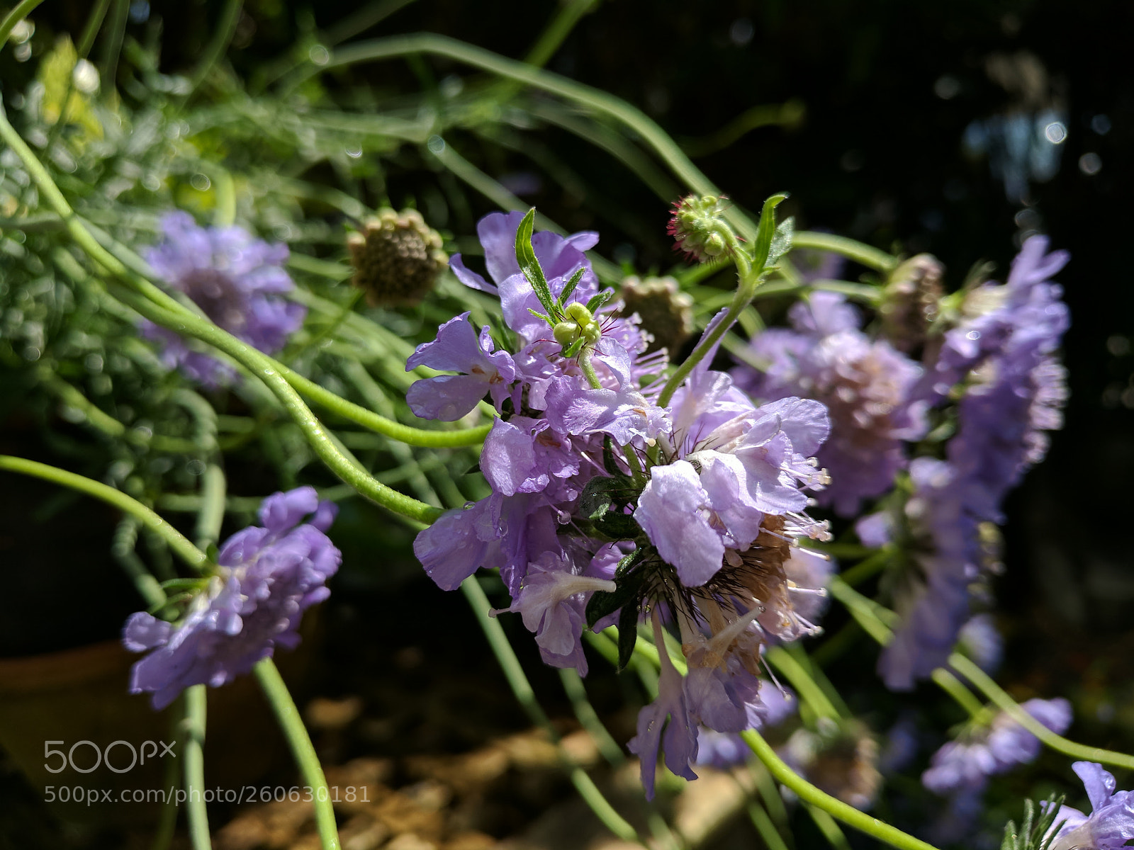 Google Pixel sample photo. Green & purple photography