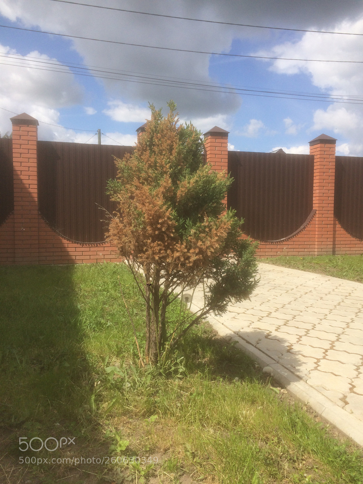 Apple iPhone 5s sample photo. Tree photography