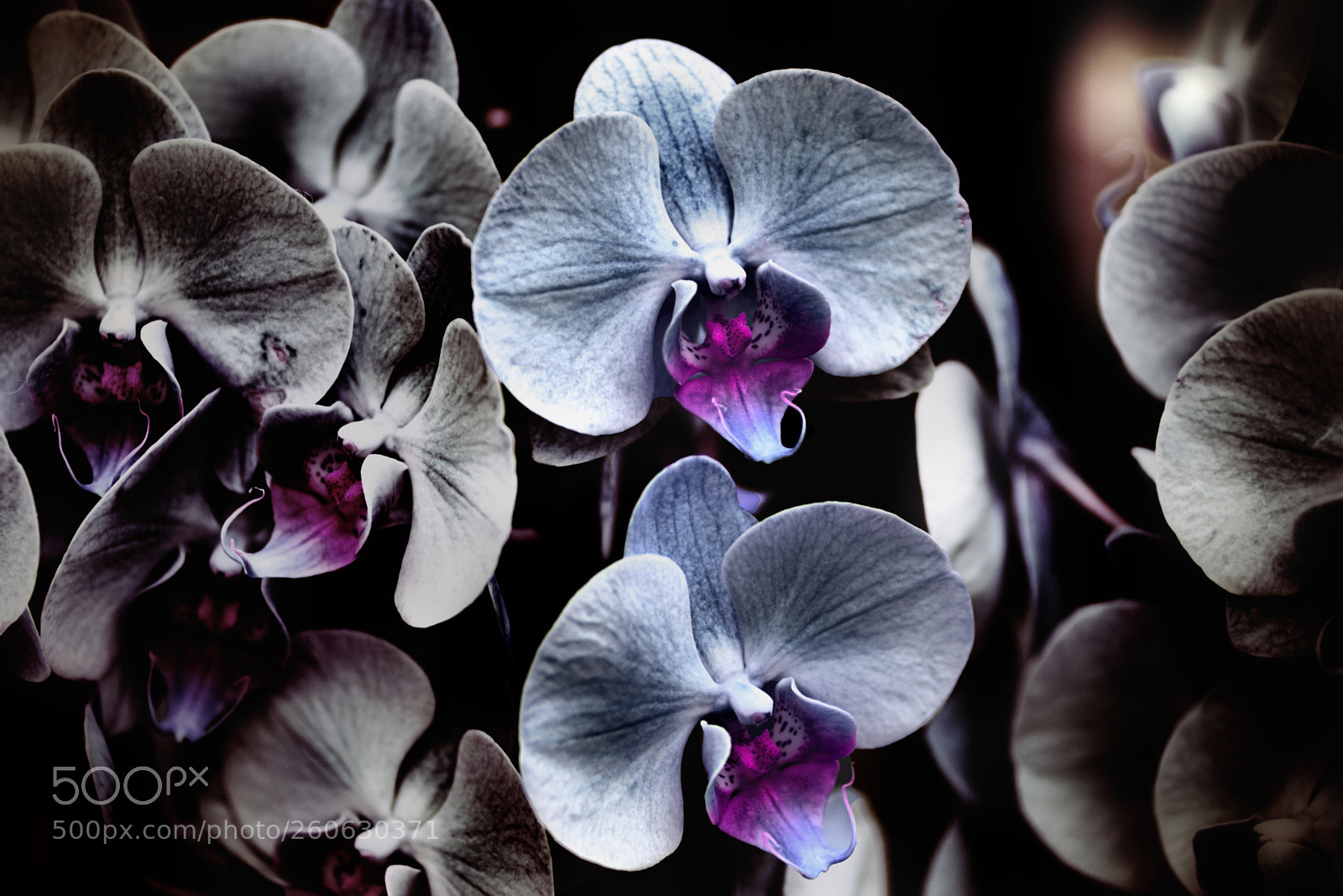 Nikon D5300 sample photo. - d re a my - photography