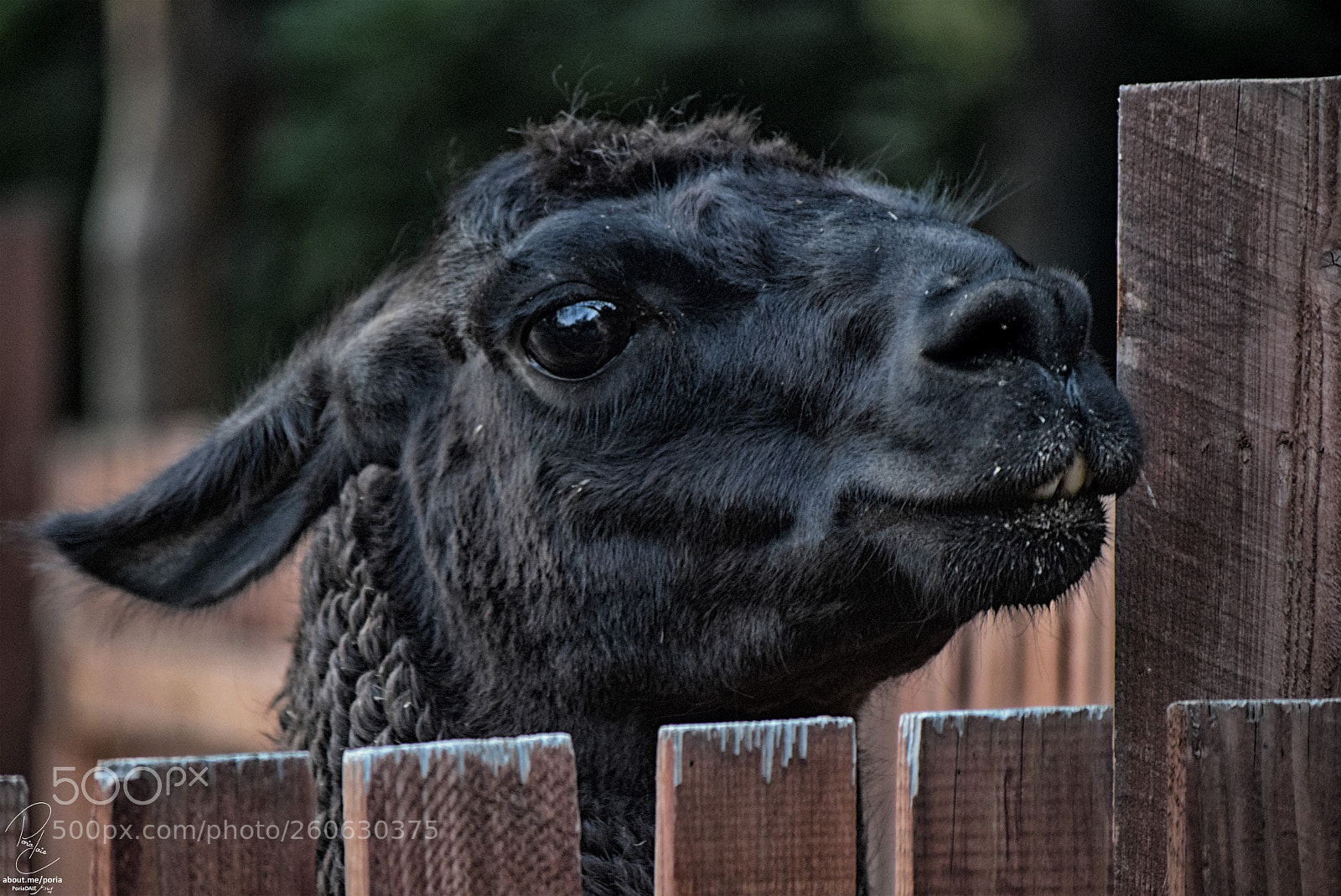 Nikon D3300 sample photo. Tbilisi zoo photography