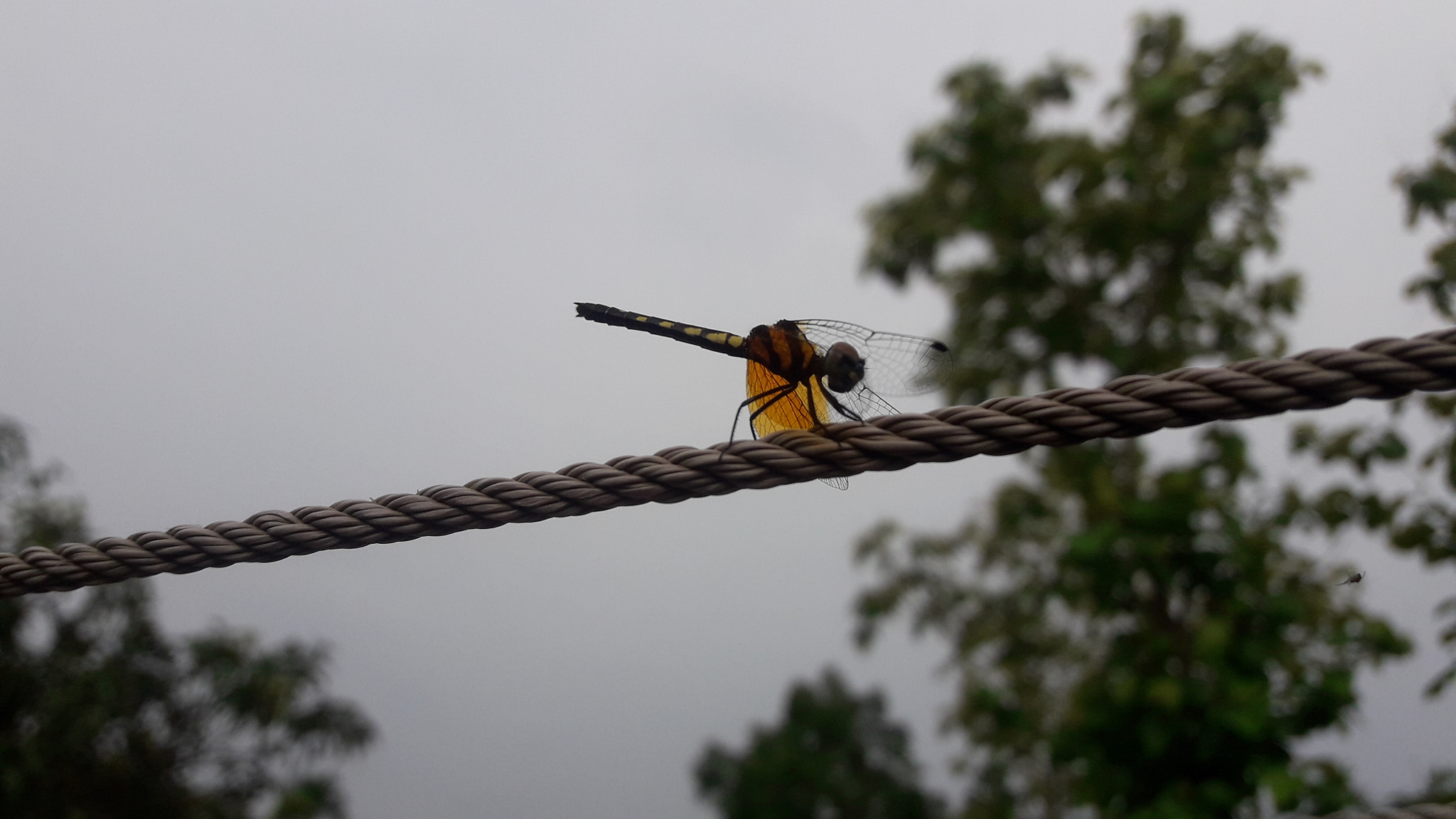 Samsung Galaxy J7 Neo sample photo. Dragonfly on rope photography