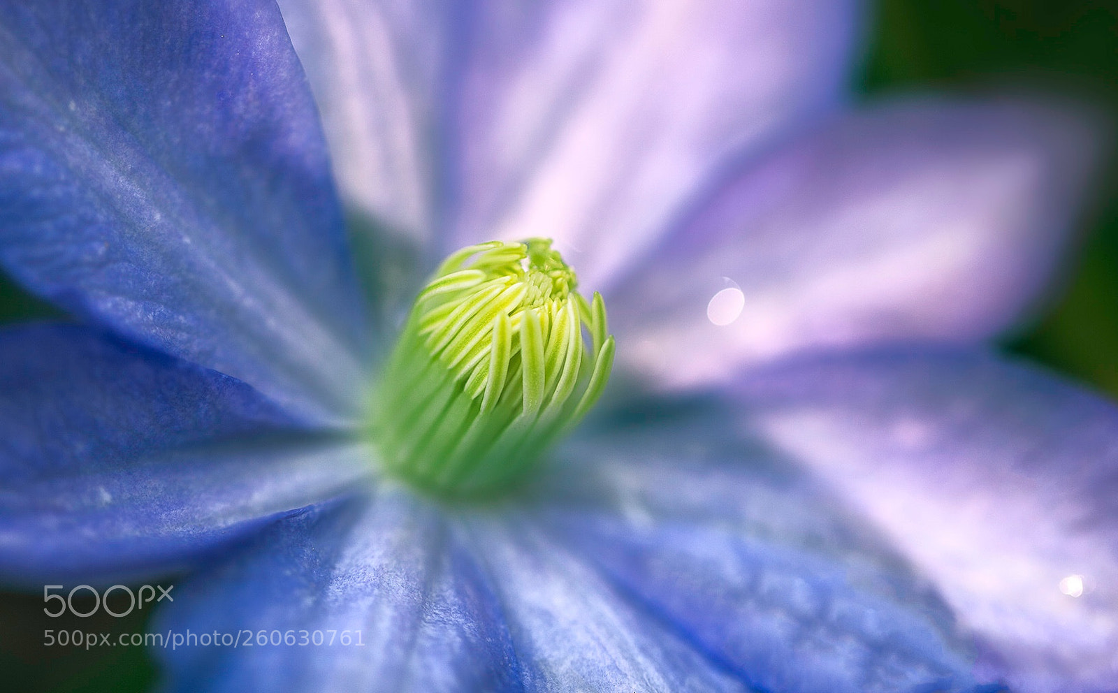 Canon EOS 5D Mark IV sample photo. Flower photography